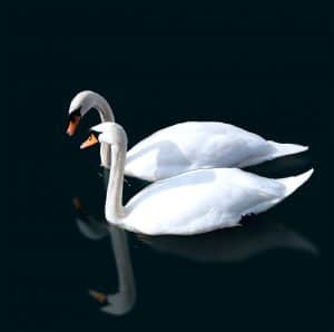 TP_swans01